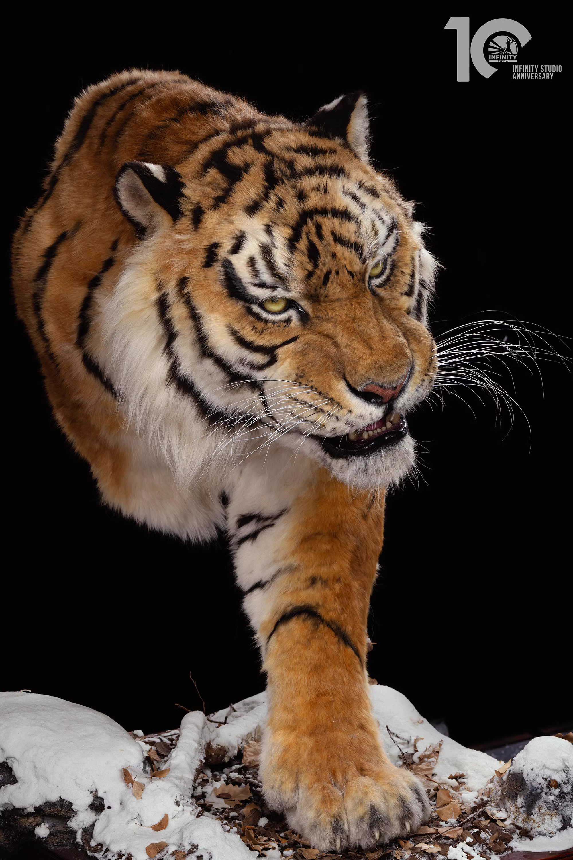 【Pre-sale】1/1 Scale Tiger-Other series-Infinity Studio