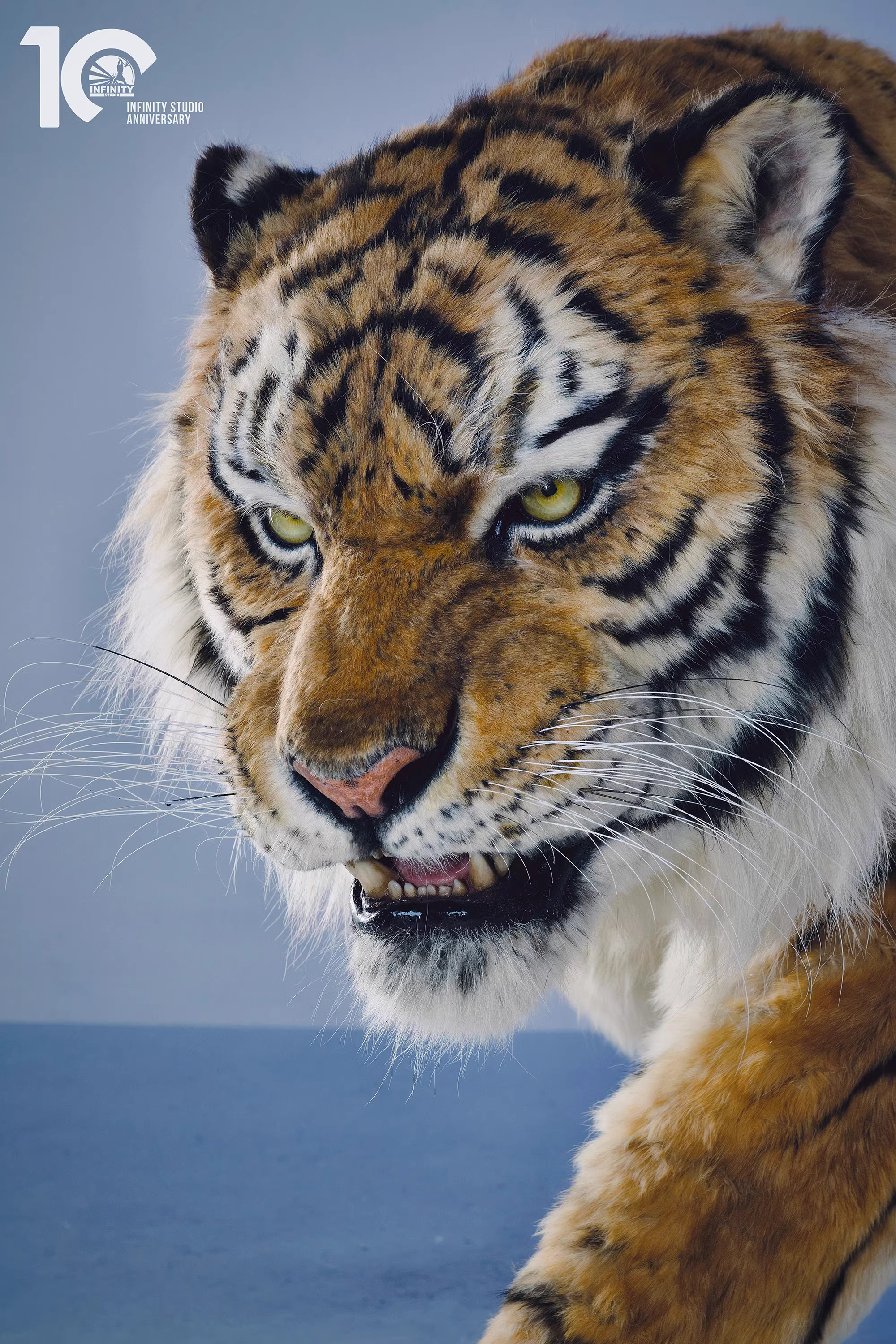 【Pre-sale】1/1 Scale Tiger-Other series-Infinity Studio