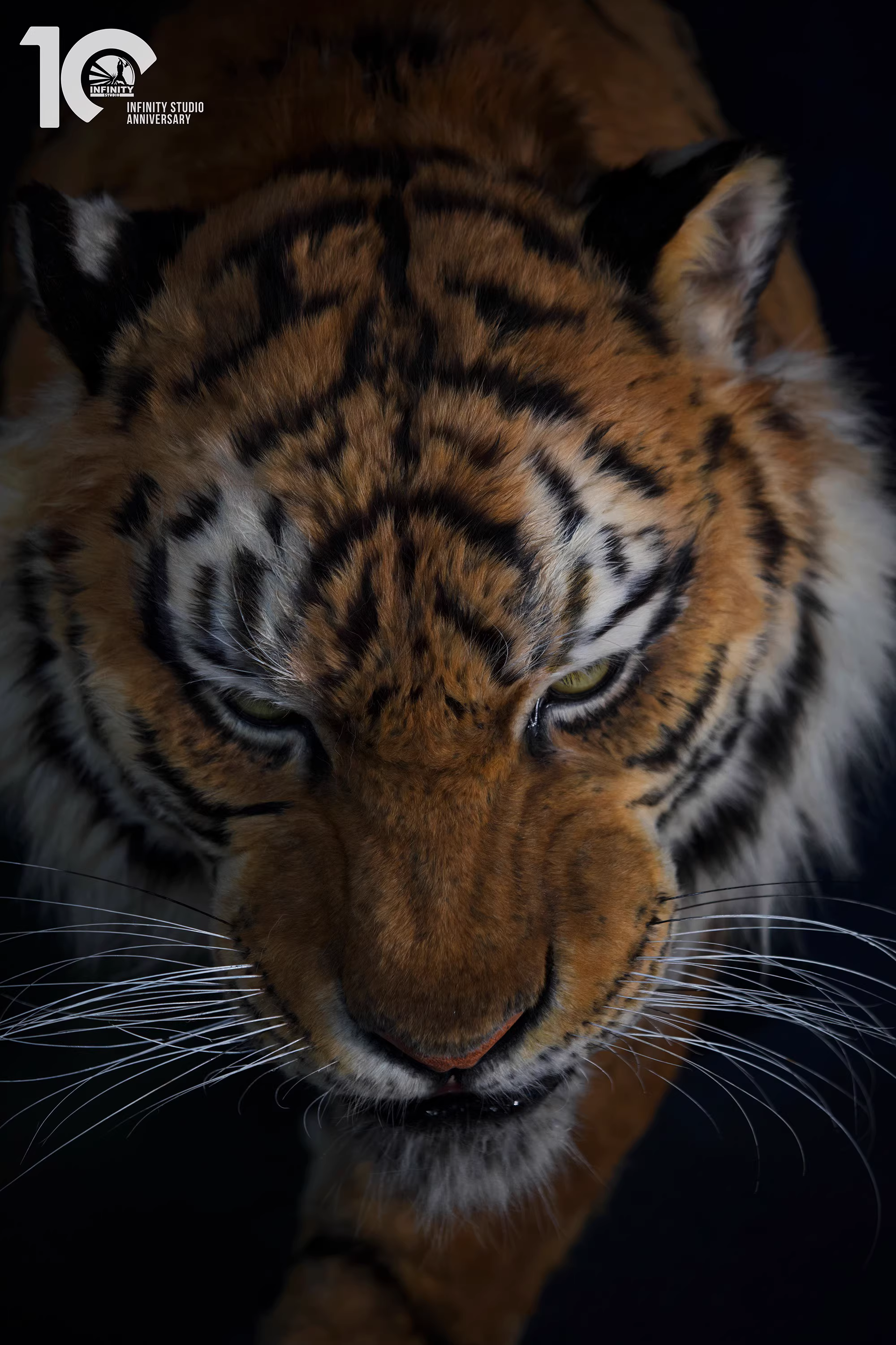 【Pre-sale】1/1 Scale Tiger-Other series-Infinity Studio