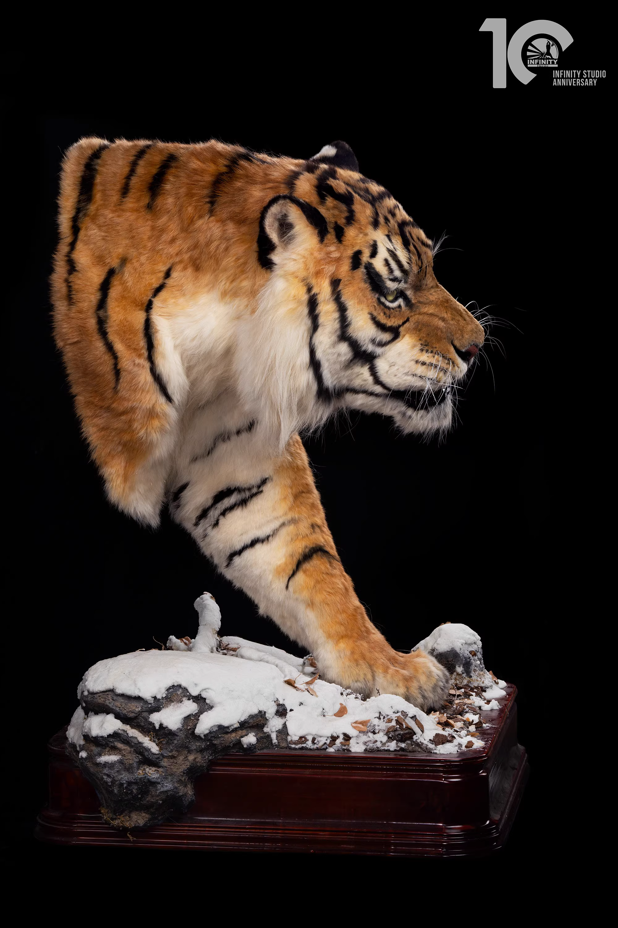 【Pre-sale】1/1 Scale Tiger-Other series-Infinity Studio
